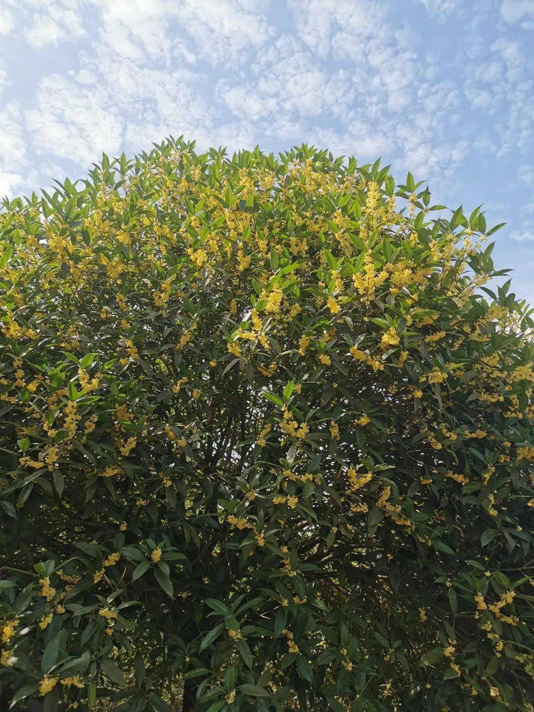 方志四川61散文晓兰胖甜秋天的桂花雨
