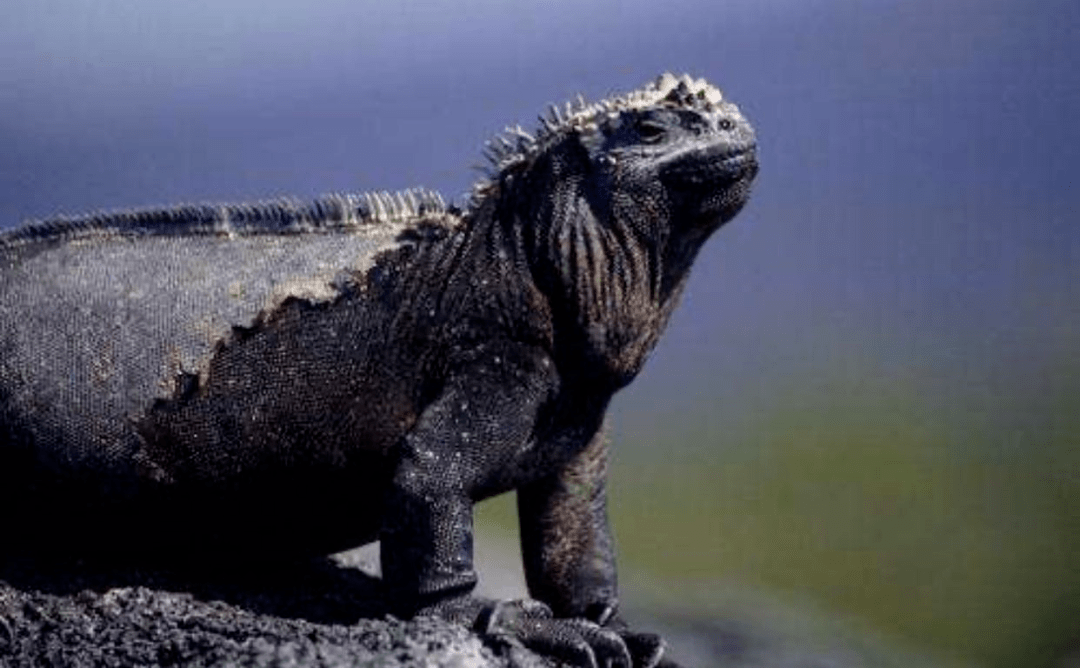 海蜥蜴由于经常在冰冷的海水中寻找食物,所以对阳光的依赖性很强,它们