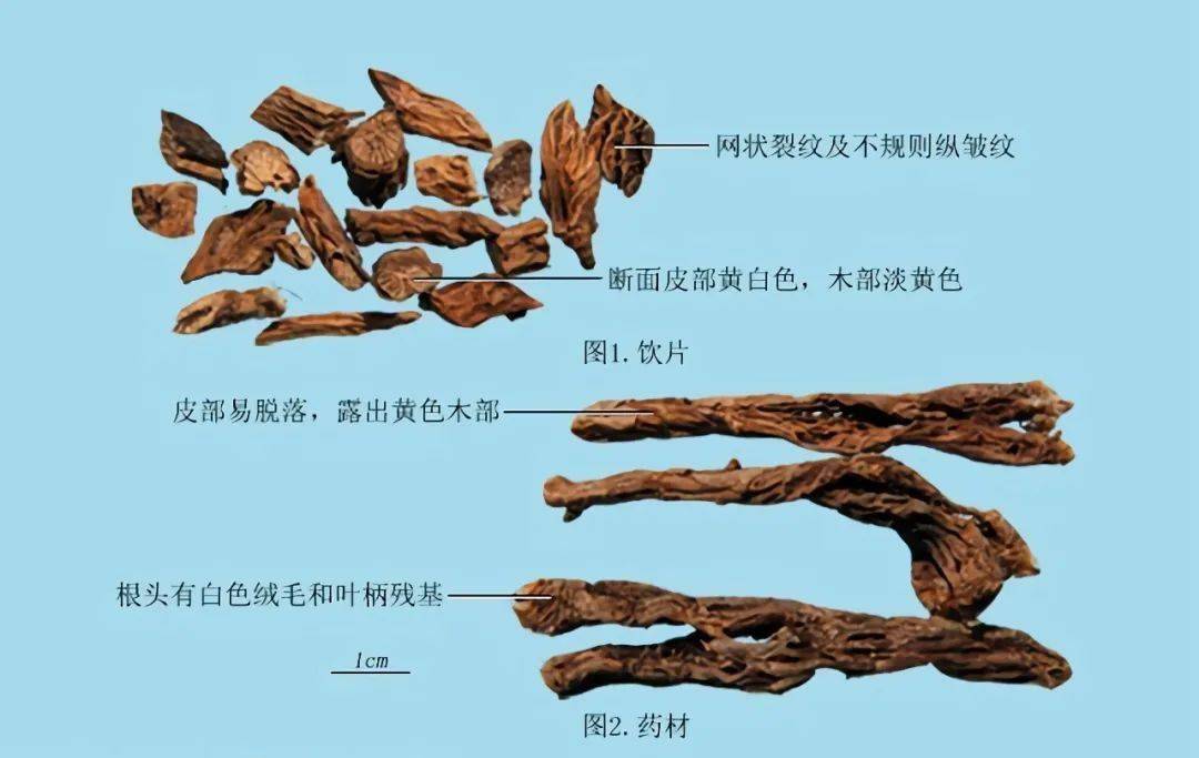 知一味丨白头翁