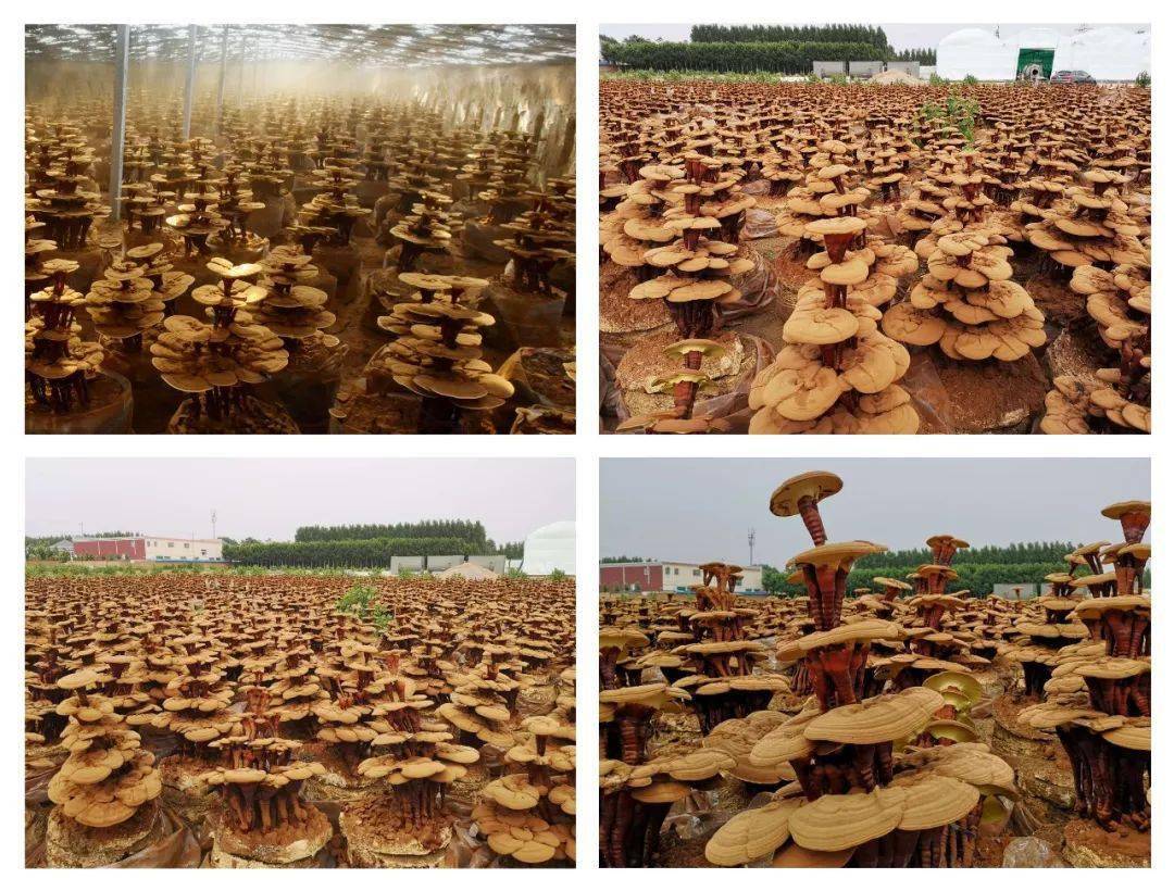 中国(冠县)第三届灵芝文化节将于9月25日-26日盛大开幕!