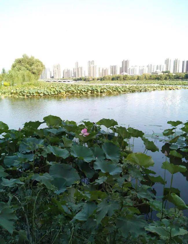 滦南这条河,旱不枯雨不涝,被评为"唐山八景"!_北河