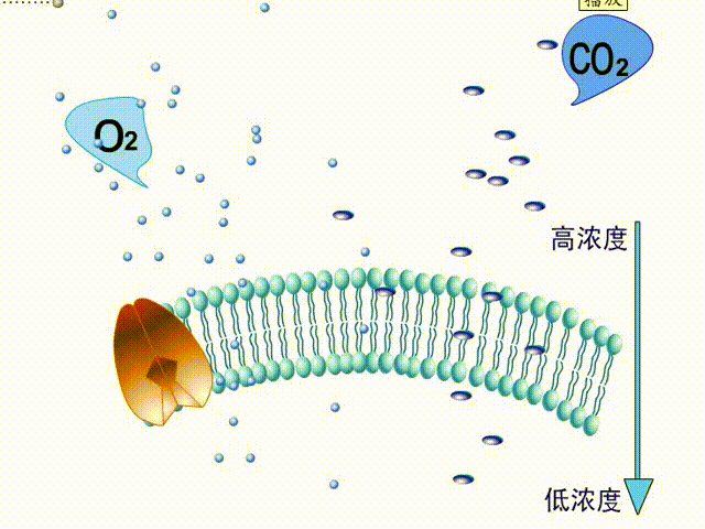 【教学动图】中学生物精美动图GIF_实验