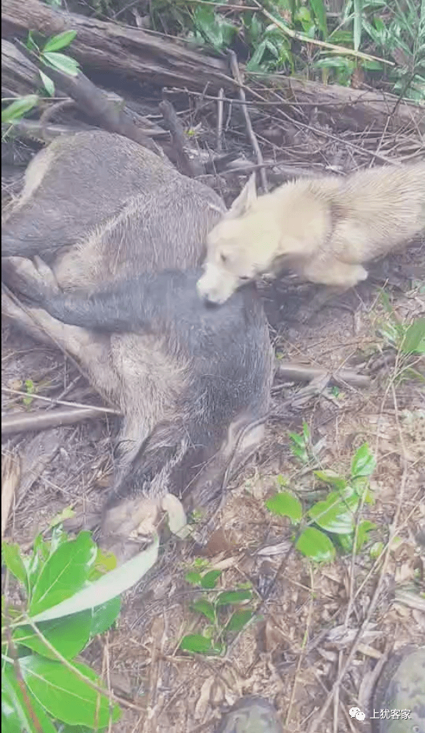 东北打猎野猪图片