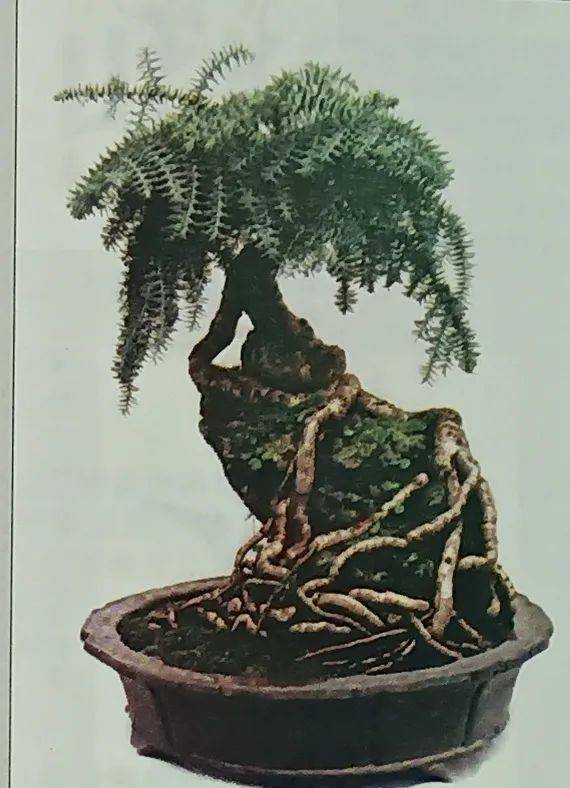 (图文)异叶南洋杉附石盆景