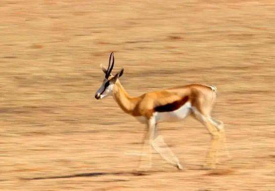 地球上10大奔跑最快的动物,狮子第六,第一实至名归