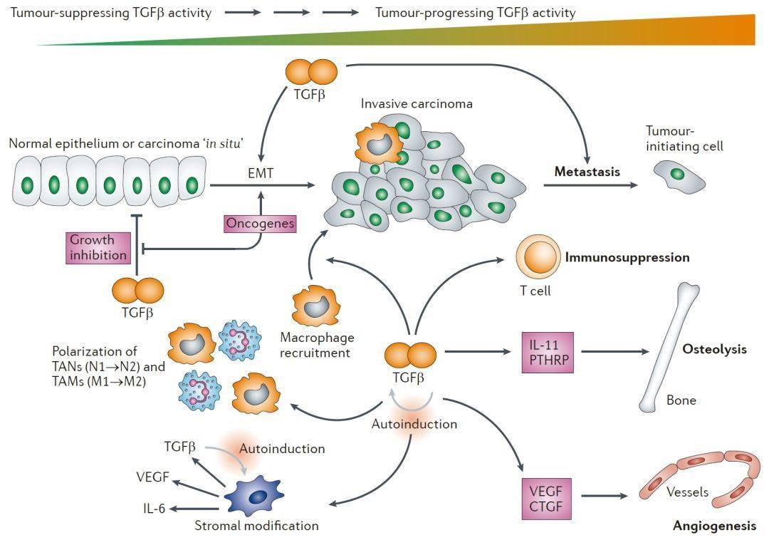 细胞信号通路详解之tgfβ通路