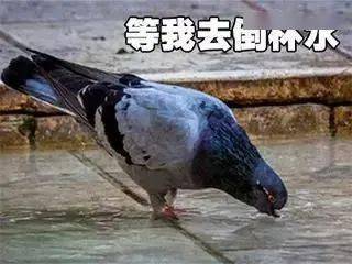 超魔性的放鸽子专用表情包你一定用得上