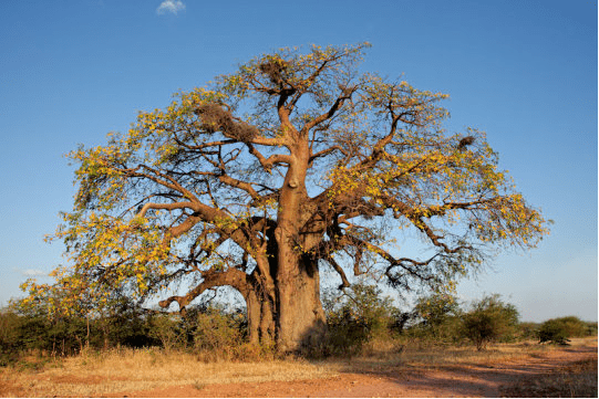 scientists advance genetic understanding of african baobab tree
