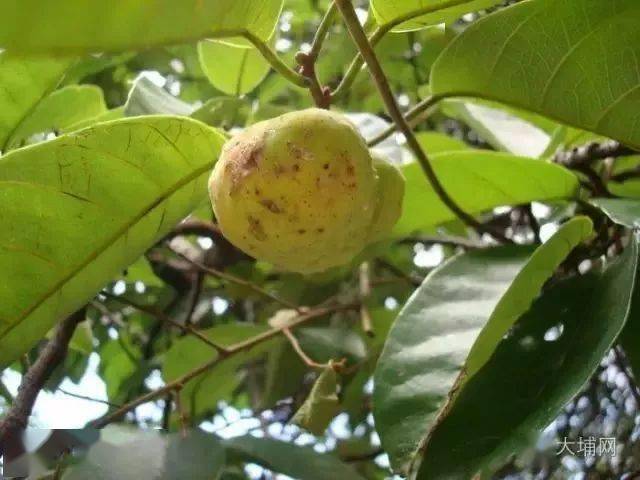 客家大山里的宝贝,你还记得几样?