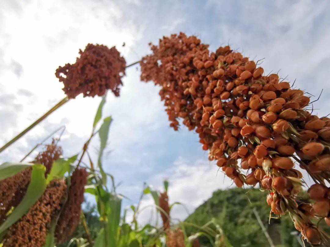 仁怀片片高粱红缸缸酱酒香