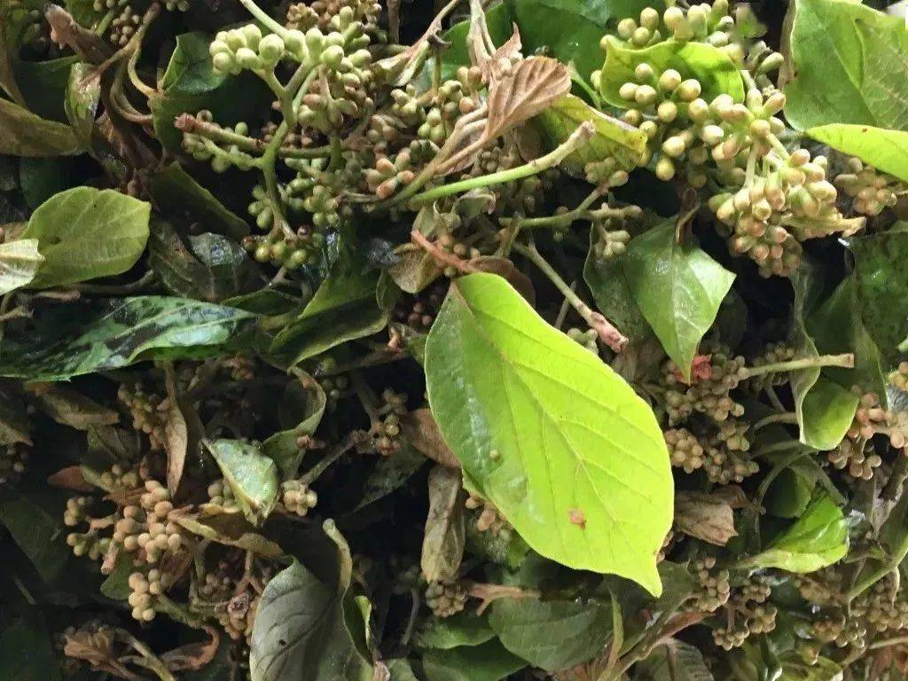 德宏的山茅野菜原来藏着这么多秘密