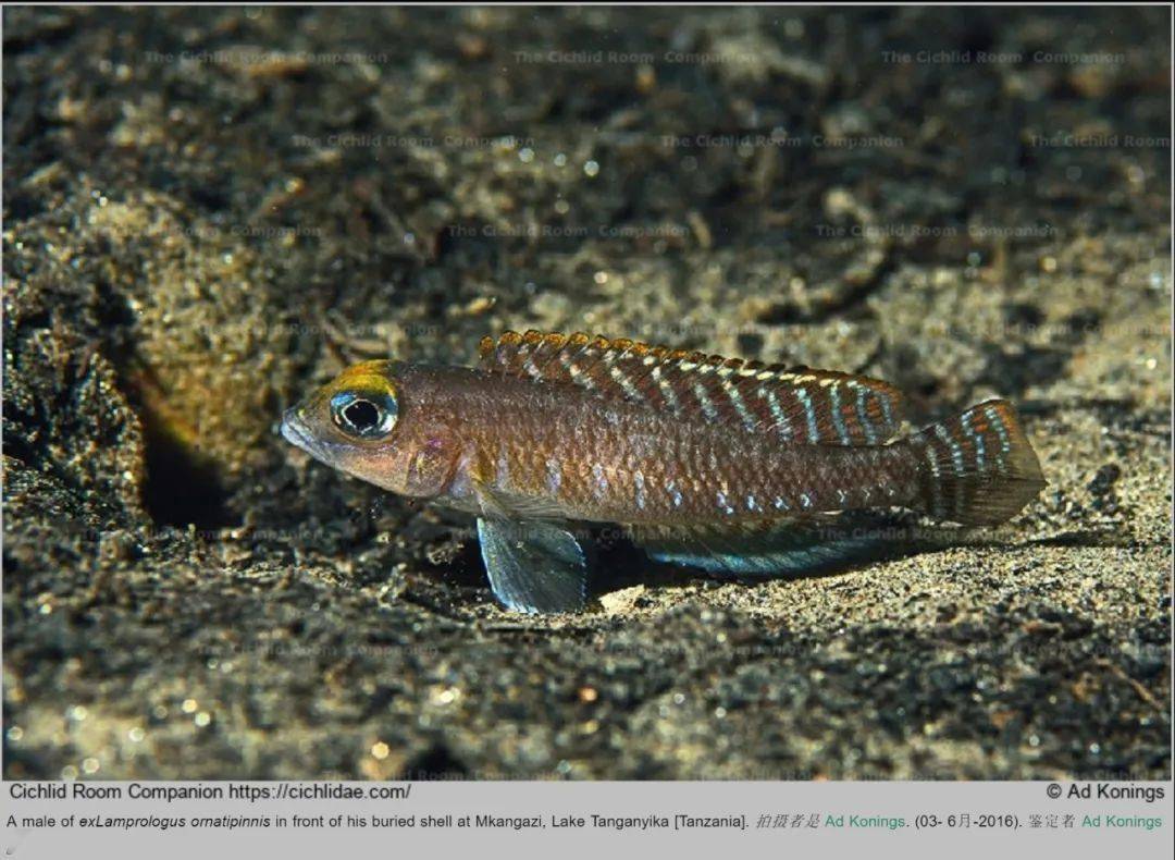 雷瑪麗天堂鳥exlamprologus lemairii靚尾貝月亮貝exlamprologus