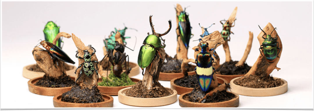 生物多样性之昆虫标本制作课程开放报名啦