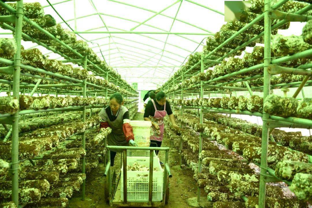 【大战一百天 打好收官战】发展食用菌 撑起"致富伞"_种植