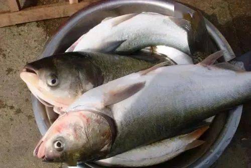 秋雨連連,釣鰱魚是選擇釣底還是釣浮?