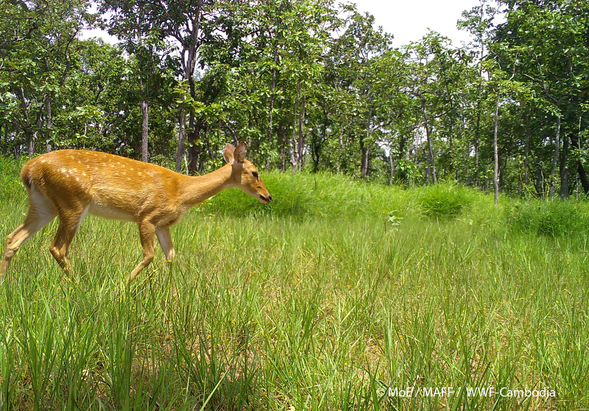 柬埔寨一自然保护区内记录到濒危坡鹿活动影像