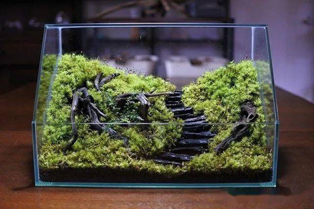 全球顶尖苔藓缸造景作品