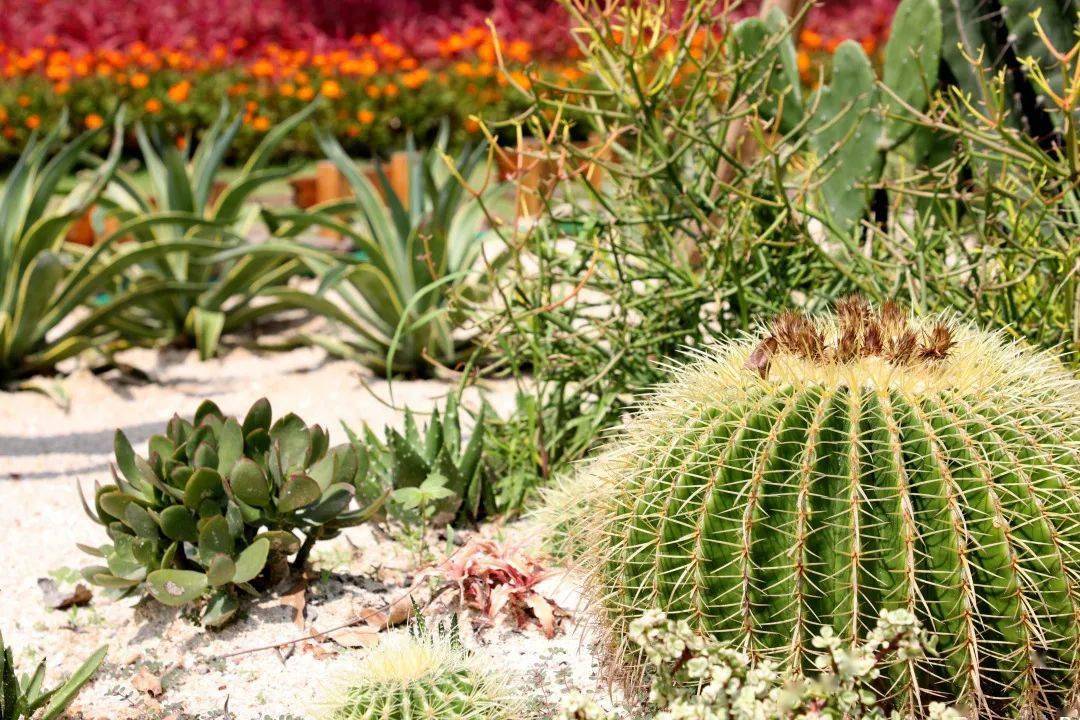 30米高大瀑布温室植物园珠海这座新公园即将在国庆前开放