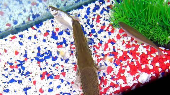 斑点雀鳝长大了河里捞小鱼扔进鱼缸一口咬住看的我嗓子难受