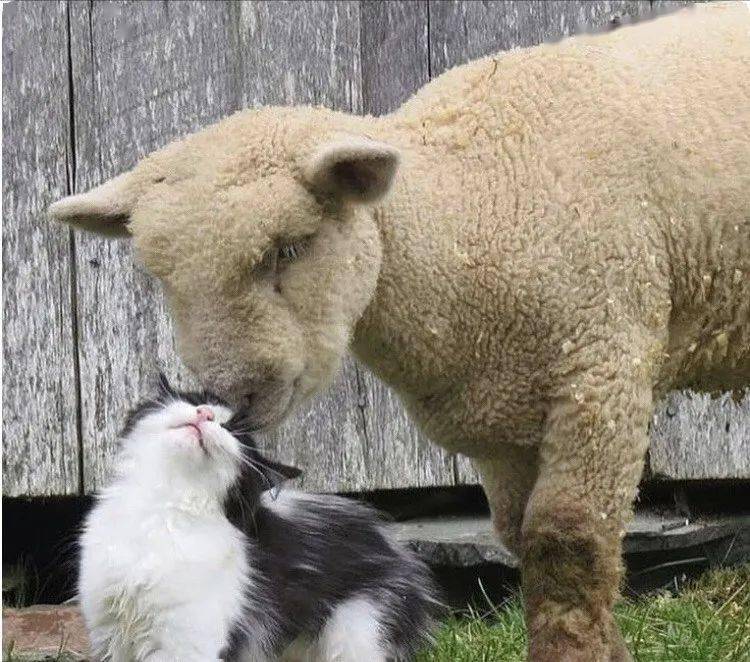 第一次见到猫和羊的组合也太有爱了吧