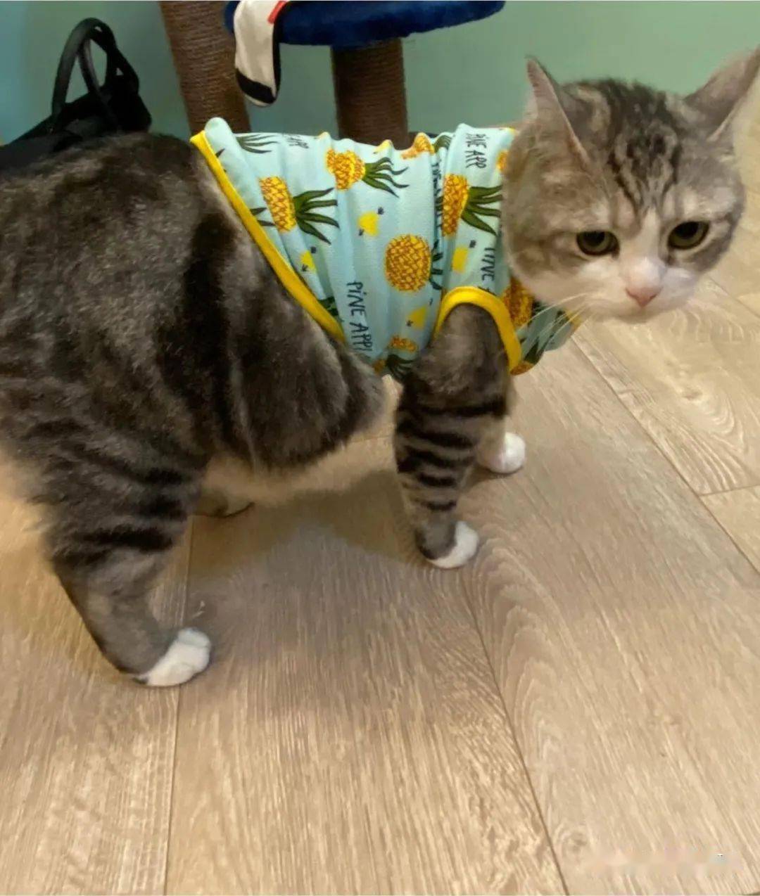 肥猫穿所有衣服都不合身,露出超大啤酒肚引发网友爆笑:衣服有瑕疵啦