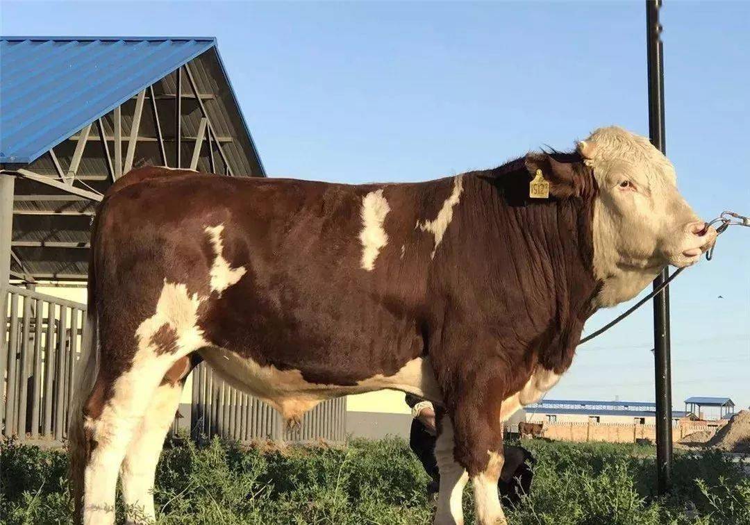 西门塔尔牛,被称为全能牛的优良品种!