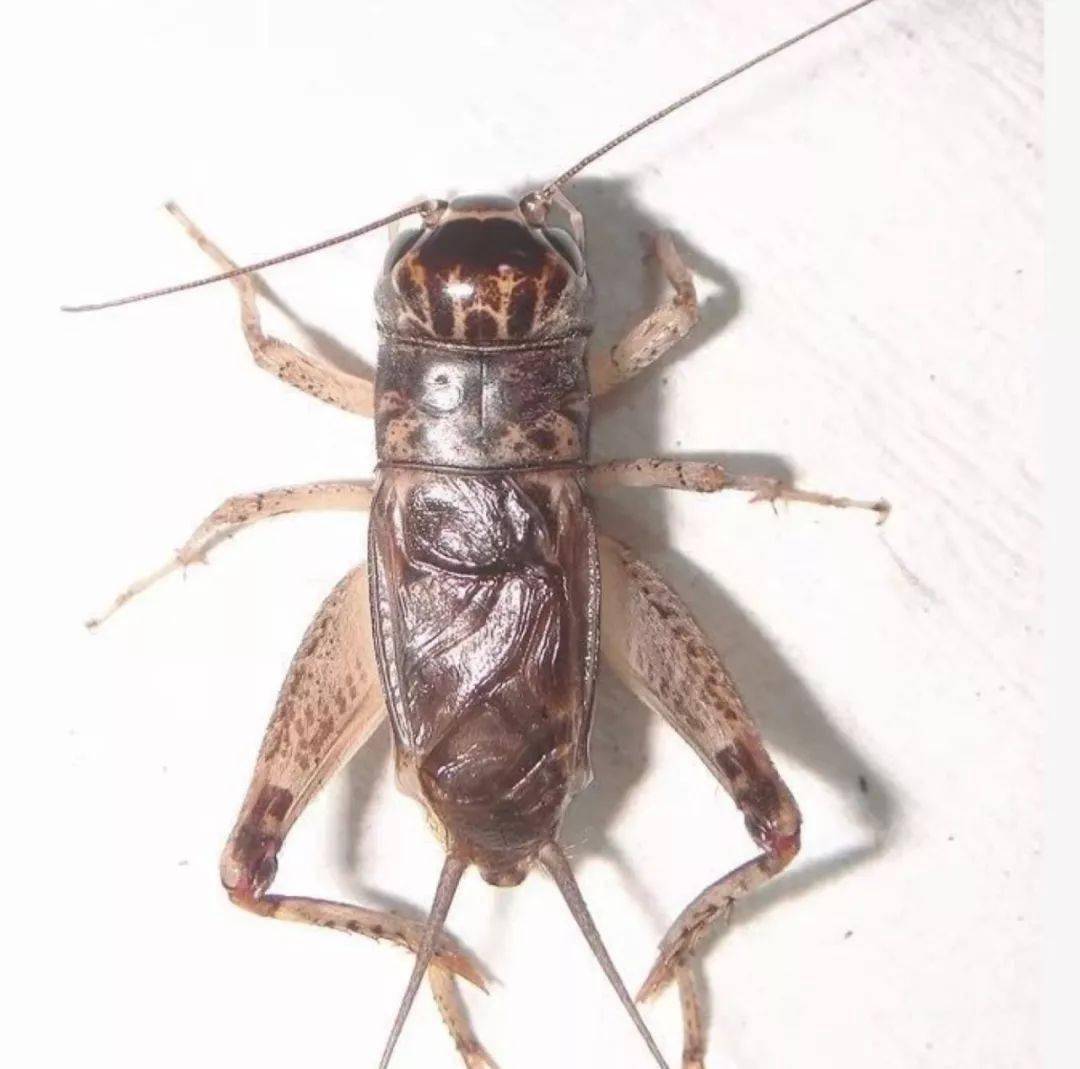 宁阳黑风口左搭淡青红牙