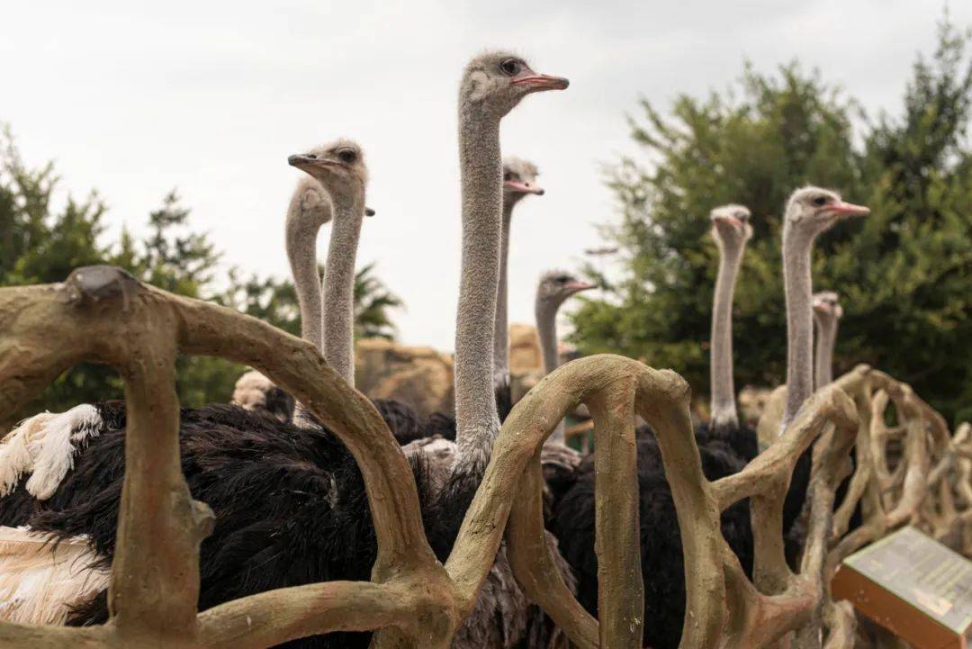 国庆去哪玩福清永鸿动物世界神秘嘉宾来派发免费门票啦送送送