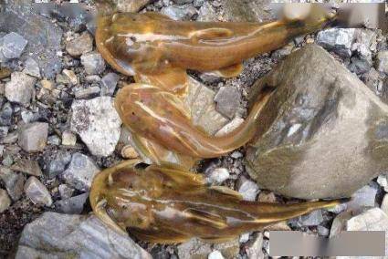 酷似黄鸭叫的石爬鮡最大难超1斤1斤卖千元迄今无法人工养殖