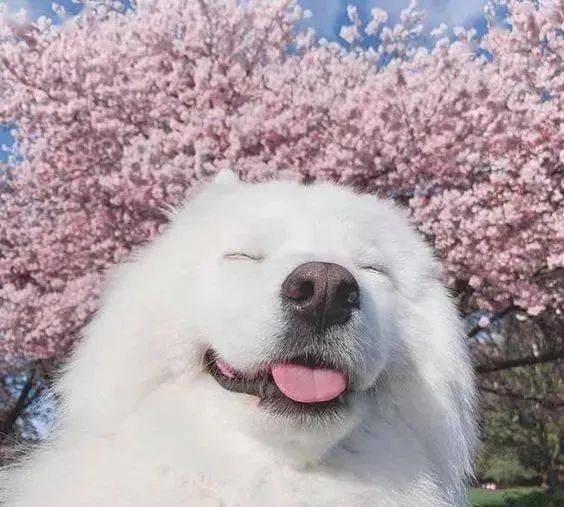 没心没肺的笑容天真无邪的眼神