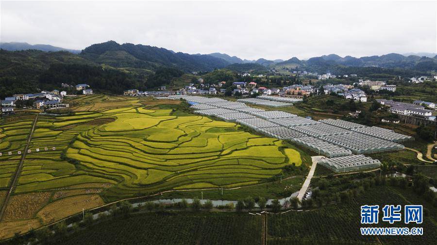 "瞰"花茂_茂村