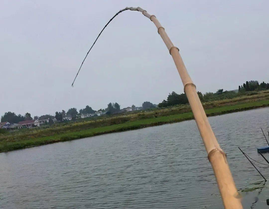 自从笔者七八岁学习扬竿钓鱼,拿得最趁手的鱼竿,还要数用竹竿加工的那