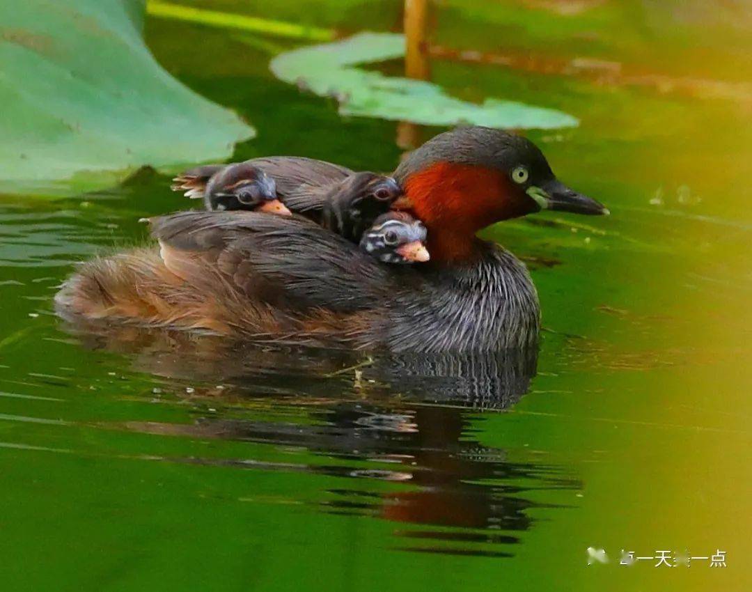 晒童年小鸊鷉一家子