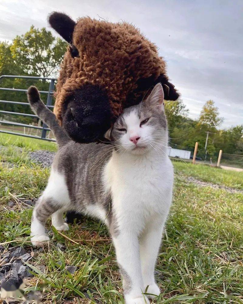 猫和羊的组合也太有爱了吧