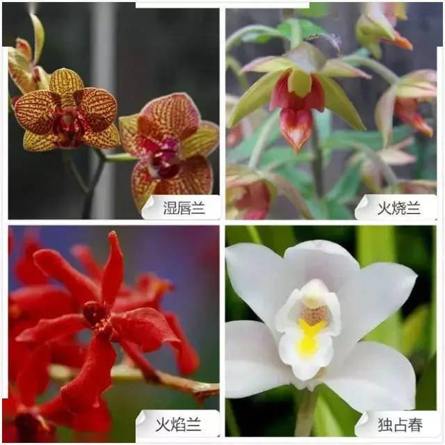 68种常见兰花的兰花品种与花色图谱