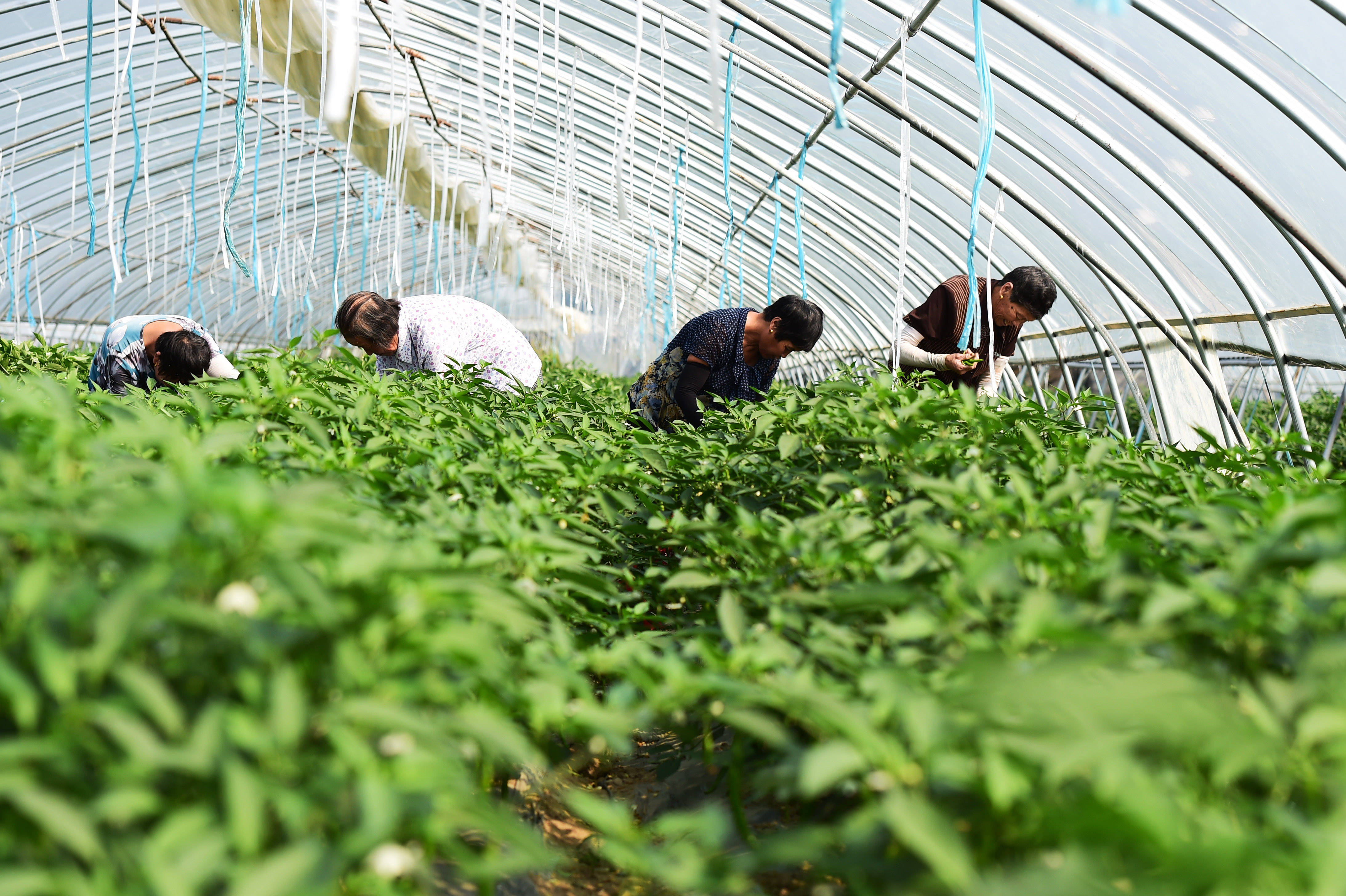 安徽肥东发展大棚蔬菜种植助脱贫