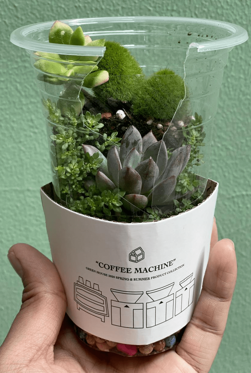 【报名】爱生活爱环保,和多肉植物来个约会吧:公益文化春风行"国庆