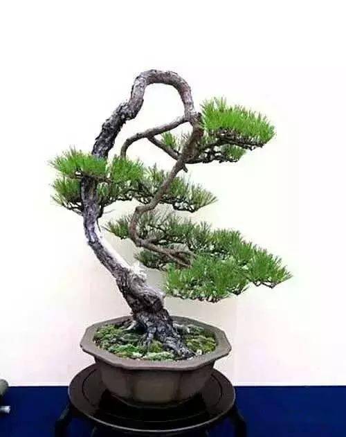 (图文)黑松盆景从选桩到造型,你应该知道的技巧都在这里
