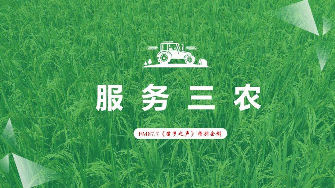 fm877服务三农特别节目大垭乡龙龟村丰收节晒丰收晒幸福