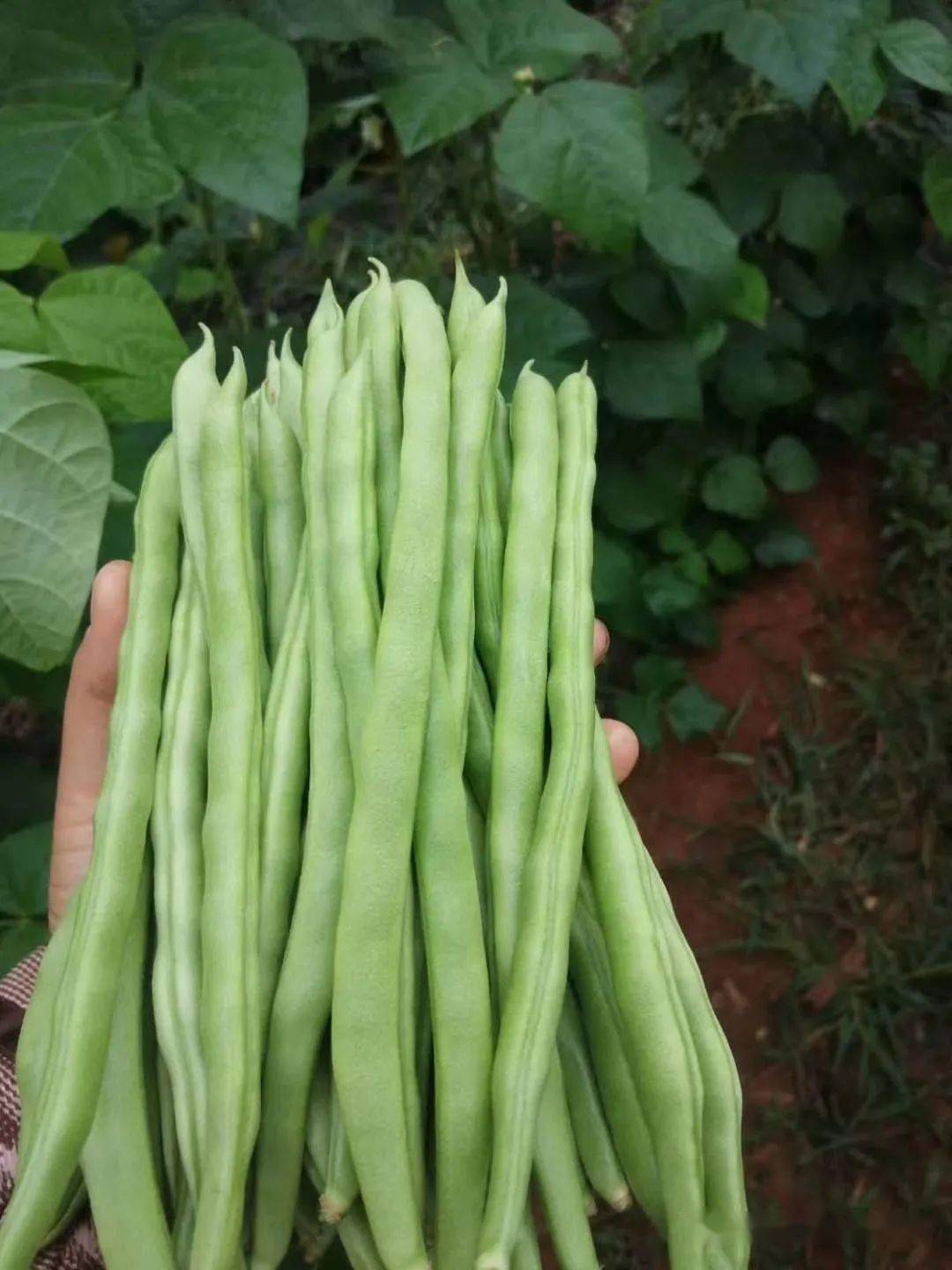 六街镇四季豆丰收 小藤蔓撑起产业转型发展新希望_种植