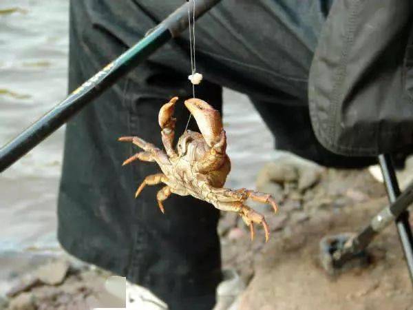 應該怎麼釣螃蟹呢？  休閒好去處 + 投稿站