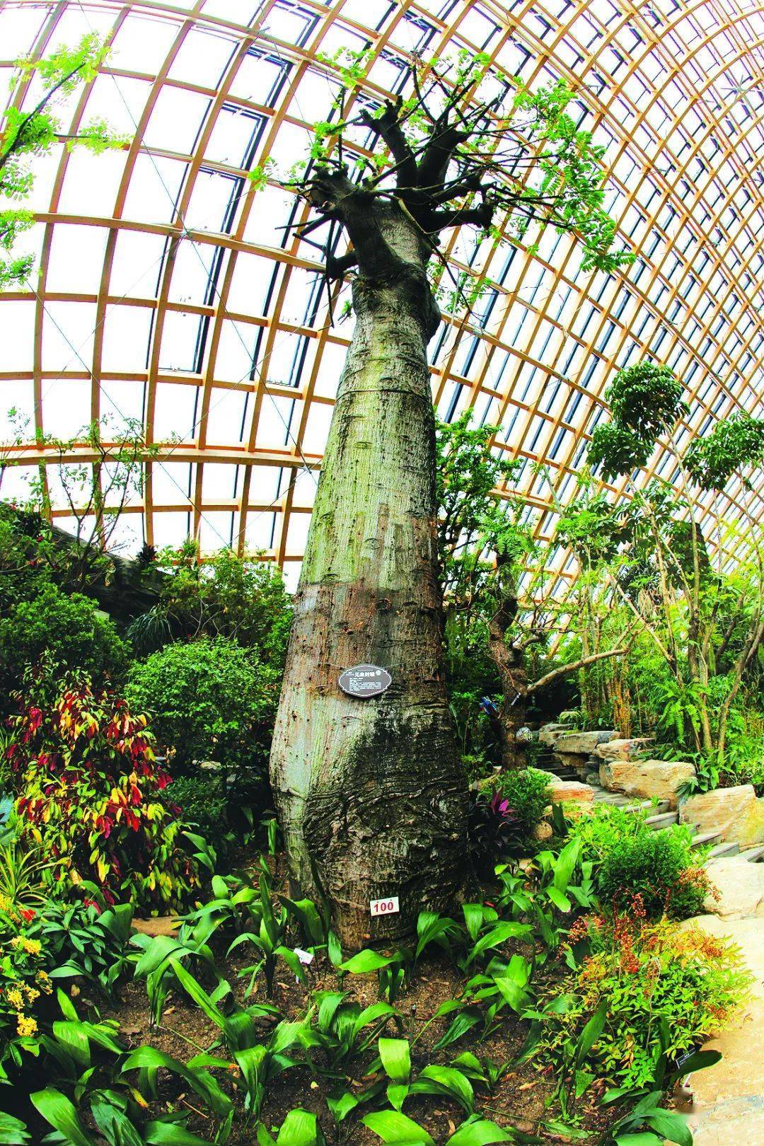 太原植物园植物照片图片