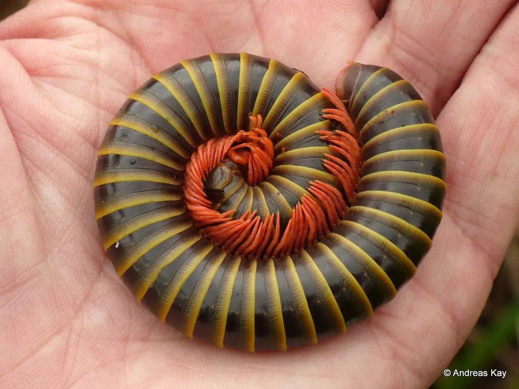 蜷成球的某种马陆.