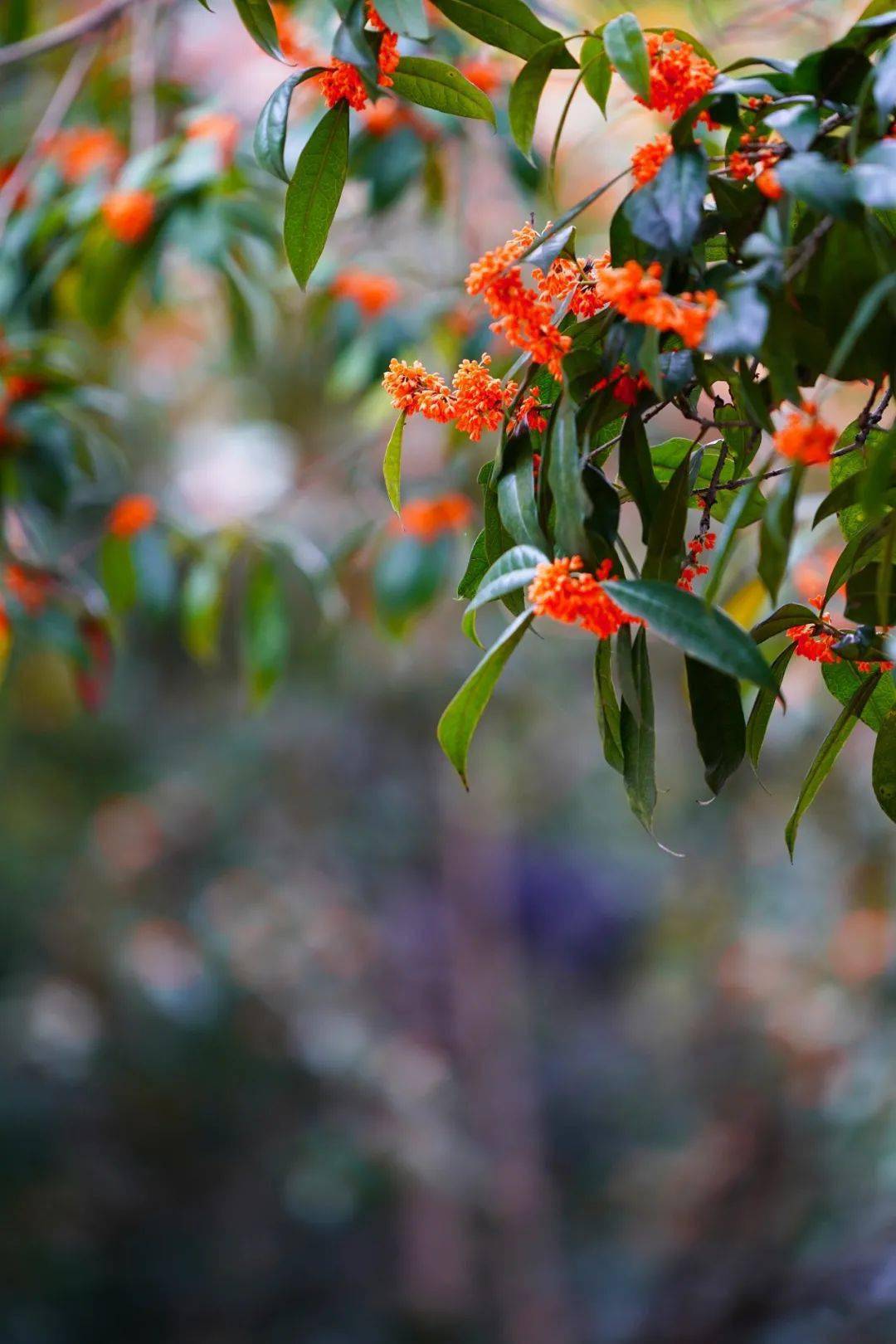 乐山大佛景区 10-01 16:10 点击查看更多订阅内容> 这里秋天很美