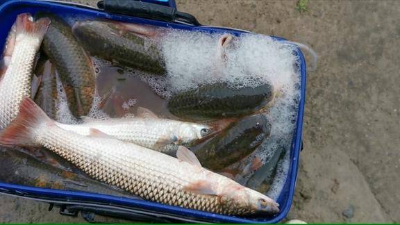 钓鱼实战206鲻鱼口难抓有口也空竿这钓鱼人厉害了居然爆桶