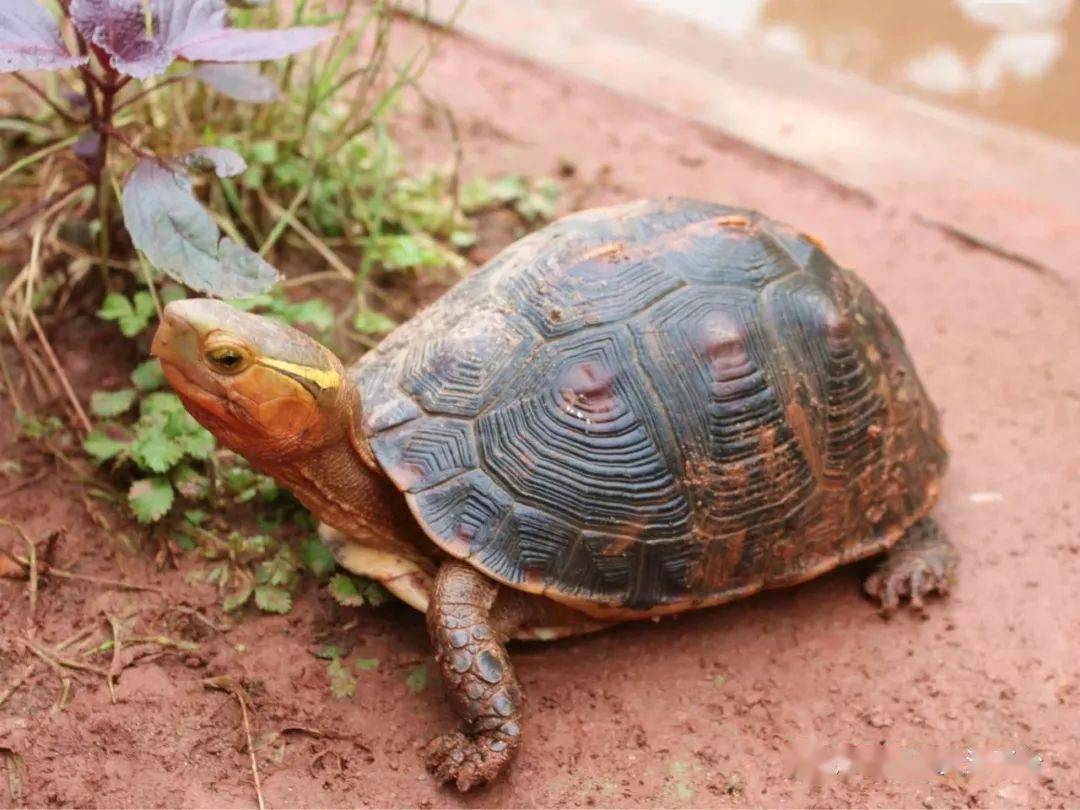 黄缘与百色比较