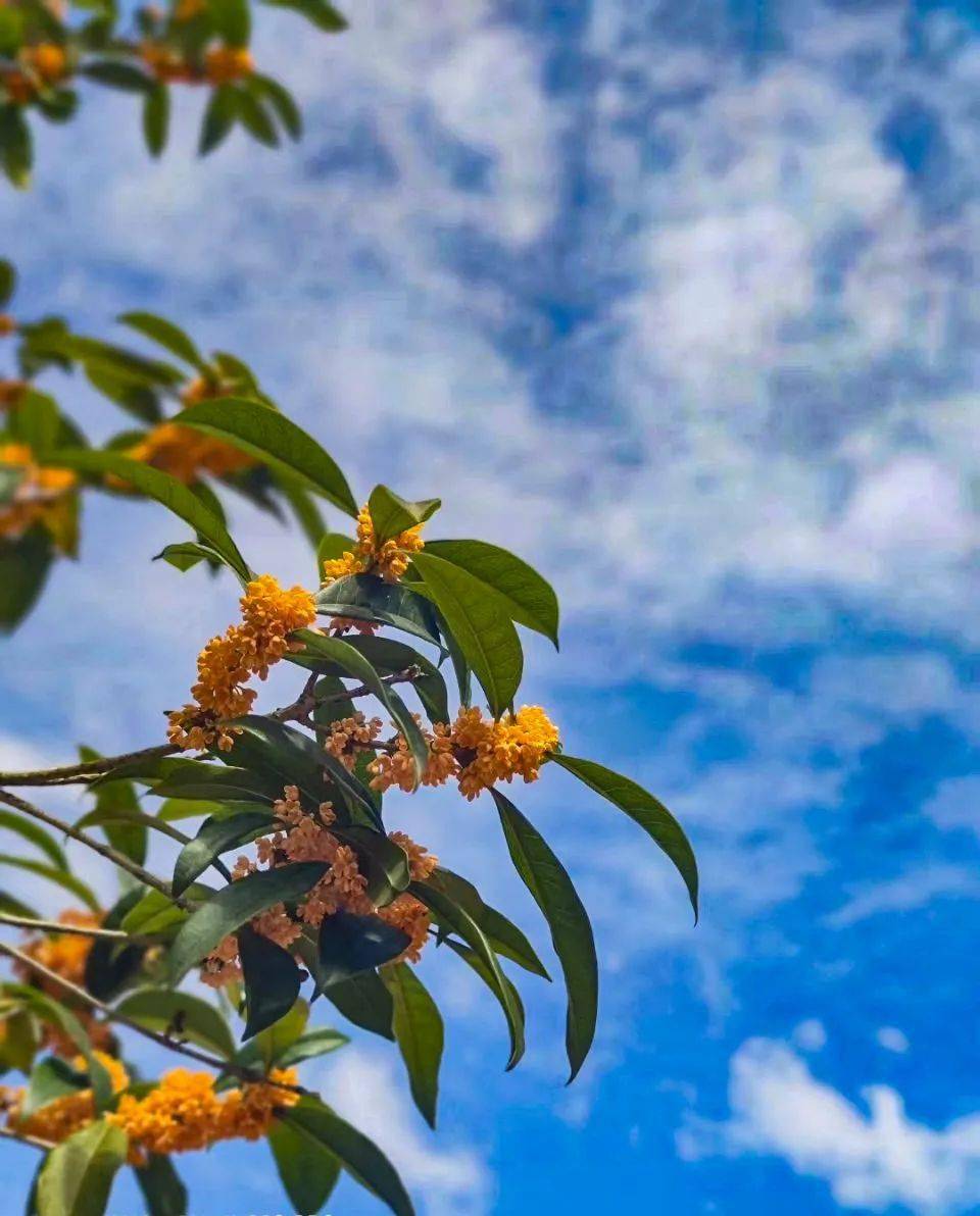 还没来得及赏桂吗让网友告诉你资阳的桂花有多美