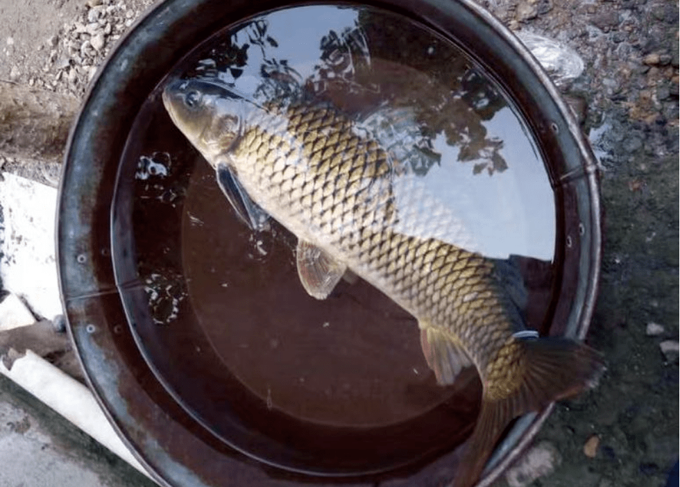 水庫釣起一米長鯉魚,肚裡掏出一團