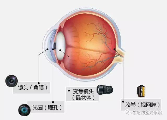 当光从外界进入眼球,角膜和晶状体会像照相机的镜头一样,将光线折射会