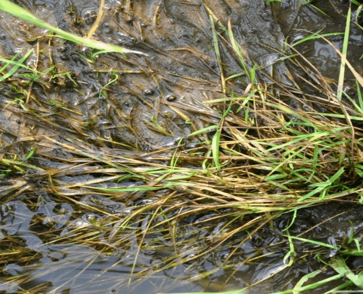 嘧啶肟草醚稻稗的克星